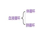 9.2+血液循环-体循环和肺循环+课件2023--2024学年北师大版生物七年级下册