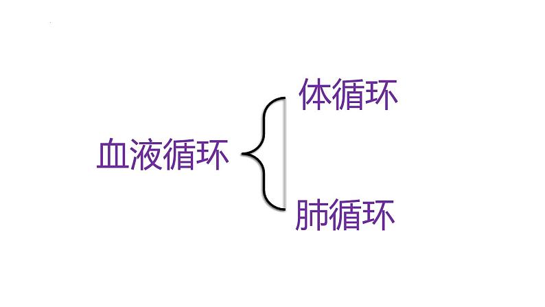 9.2+血液循环-体循环和肺循环+课件2023--2024学年北师大版生物七年级下册第5页