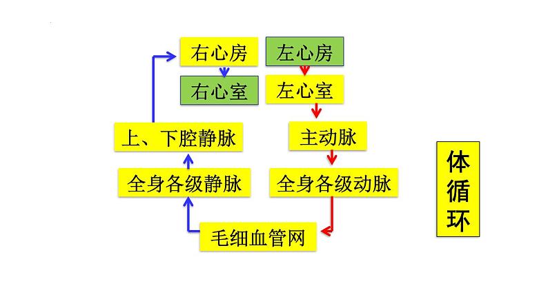 9.2+血液循环-体循环和肺循环+课件2023--2024学年北师大版生物七年级下册第6页