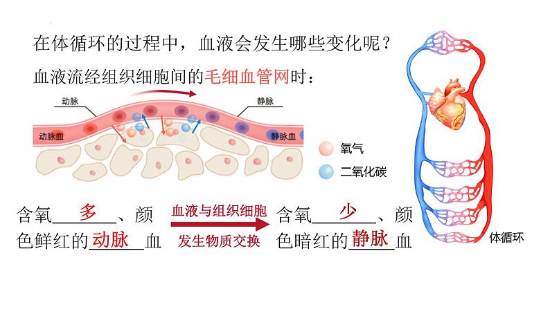 9.2+血液循环-体循环和肺循环+课件2023--2024学年北师大版生物七年级下册第7页