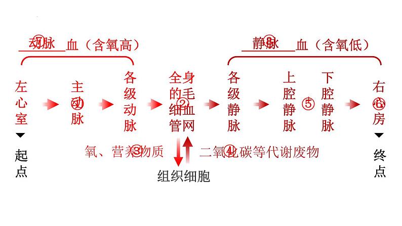 9.2+血液循环-体循环和肺循环+课件2023--2024学年北师大版生物七年级下册第8页