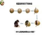 8.1.3鸟的生殖和发育课件2023--2024学年鲁科版生物八年级下册
