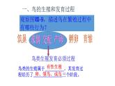 8.1.3鸟的生殖和发育课件2023--2024学年鲁科版生物八年级下册