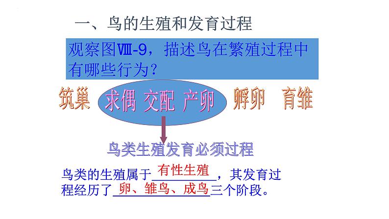 8.1.3鸟的生殖和发育课件2023--2024学年鲁科版生物八年级下册03