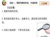 8.1.3鸟的生殖和发育课件2023--2024学年鲁科版生物八年级下册