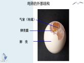 8.1.3鸟的生殖和发育课件2023--2024学年鲁科版生物八年级下册