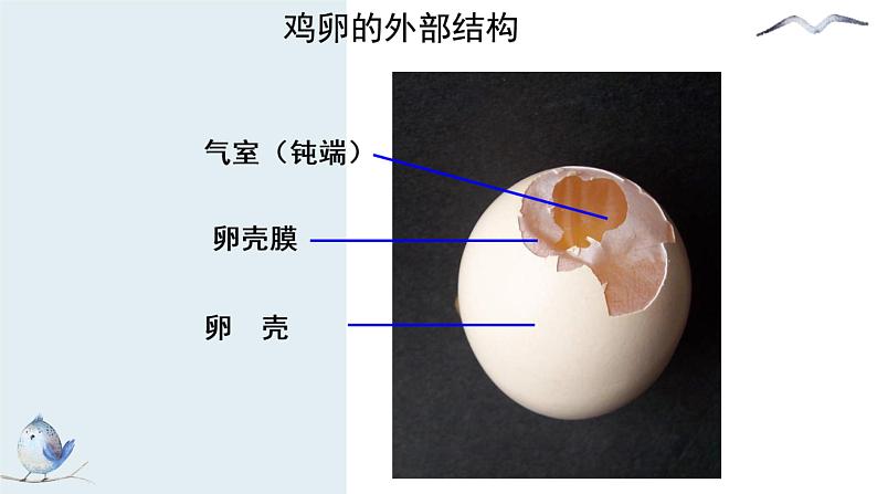 8.1.3鸟的生殖和发育课件2023--2024学年鲁科版生物八年级下册05