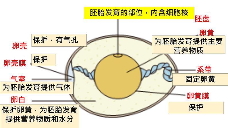 8.1.3鸟的生殖和发育课件2023--2024学年鲁科版生物八年级下册06