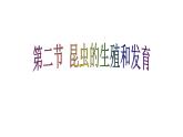 8.1.2昆虫的生殖和发育课件2023--2024学年鲁科版生物八年级下册