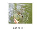 8.1.2昆虫的生殖和发育课件2023--2024学年鲁科版生物八年级下册