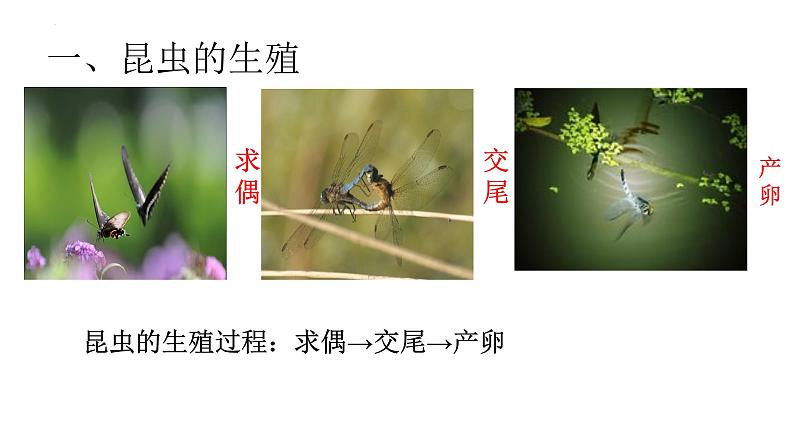 8.1.2昆虫的生殖和发育课件2023--2024学年鲁科版生物八年级下册第3页