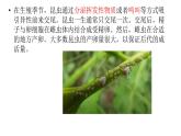 8.1.2昆虫的生殖和发育课件2023--2024学年鲁科版生物八年级下册