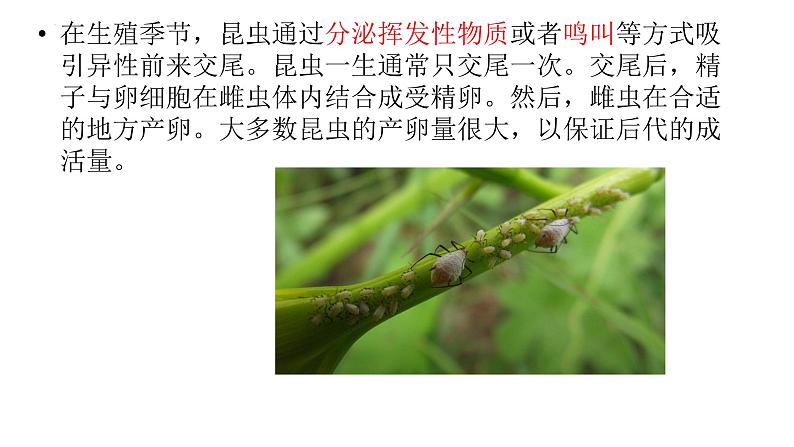 8.1.2昆虫的生殖和发育课件2023--2024学年鲁科版生物八年级下册第4页