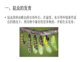8.1.2昆虫的生殖和发育课件2023--2024学年鲁科版生物八年级下册