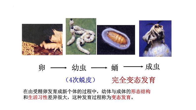 8.1.2昆虫的生殖和发育课件2023--2024学年鲁科版生物八年级下册第8页