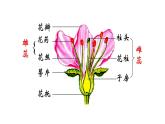 8.1.1植物的生殖课件2023--2024学年鲁科版生物八年级下册