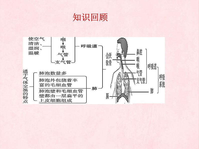 3.2.1++人体与外界的气体交换（第二课时）++课件-2023-2024学年济南版生物七年级下册第3页