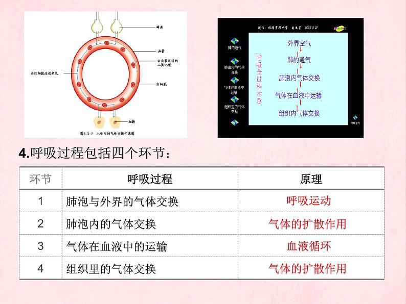 3.2.1++人体与外界的气体交换（第二课时）++课件-2023-2024学年济南版生物七年级下册第8页