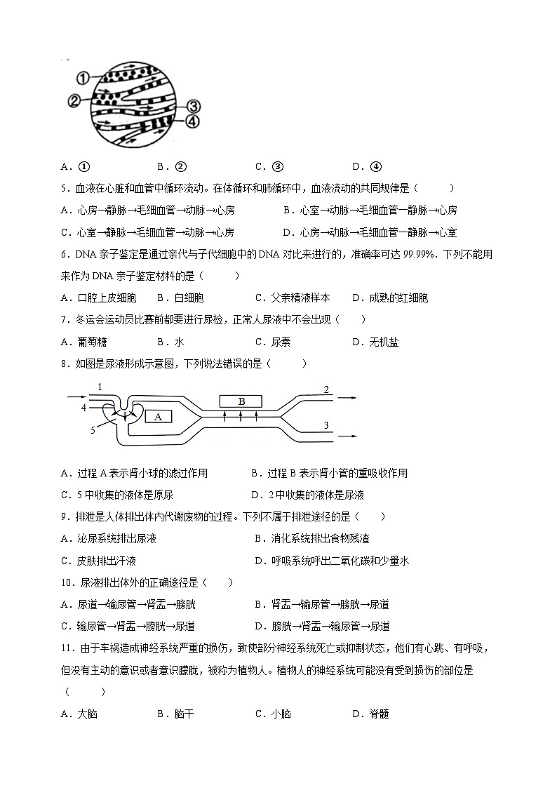苏科版八年级上学期生物期中测试卷（含答案解析）第2页