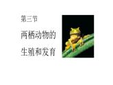 7.1.3两栖动物的生殖和发育课件2023--2024学年人教版生物八年级下册