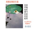 7.1.3两栖动物的生殖和发育课件2023--2024学年人教版生物八年级下册