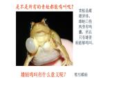 7.1.3两栖动物的生殖和发育课件2023--2024学年人教版生物八年级下册