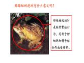7.1.3两栖动物的生殖和发育课件2023--2024学年人教版生物八年级下册