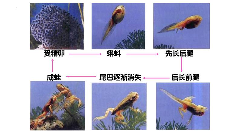 7.1.3两栖动物的生殖和发育课件2023--2024学年人教版生物八年级下册07