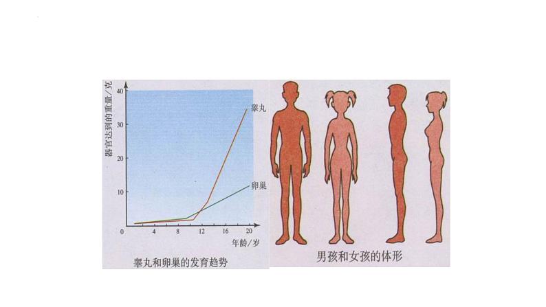 4.1.3青春期课件2023--2024学年人教版生物七年级下册 (1)05