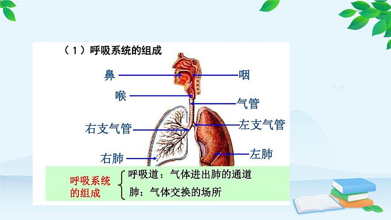 人教版生物七年级下册 第三章 第一节 呼吸道对空气的处理课件第6页