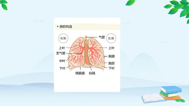 人教版生物七年级下册 第三章 第二节 发生在肺部的气体交换课件06