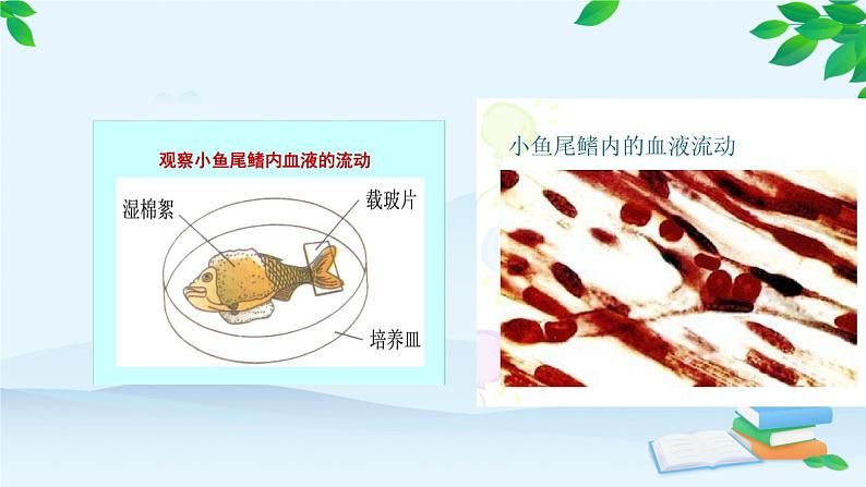 人教版生物七年级下册 第四章 第二节 血流的管道———血管课件第6页