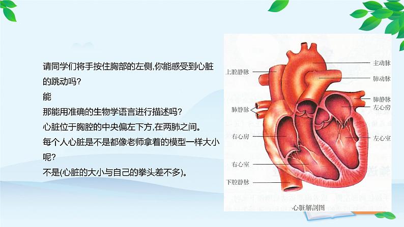 人教版生物七年级下册 第四章 第三节 输送血液的泵———心脏课件第6页