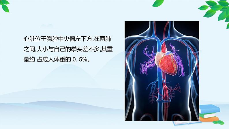 人教版生物七年级下册 第四章 第三节 输送血液的泵———心脏课件第7页