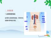 人教版生物七年级下册 第五章 人体内废物的排出课件