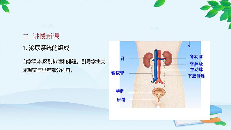 人教版生物七年级下册 第五章 人体内废物的排出课件05