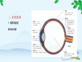人教版生物七年级下册 第六章 第一节 人体对外界环境的感知 第一课时 视觉感知课件
