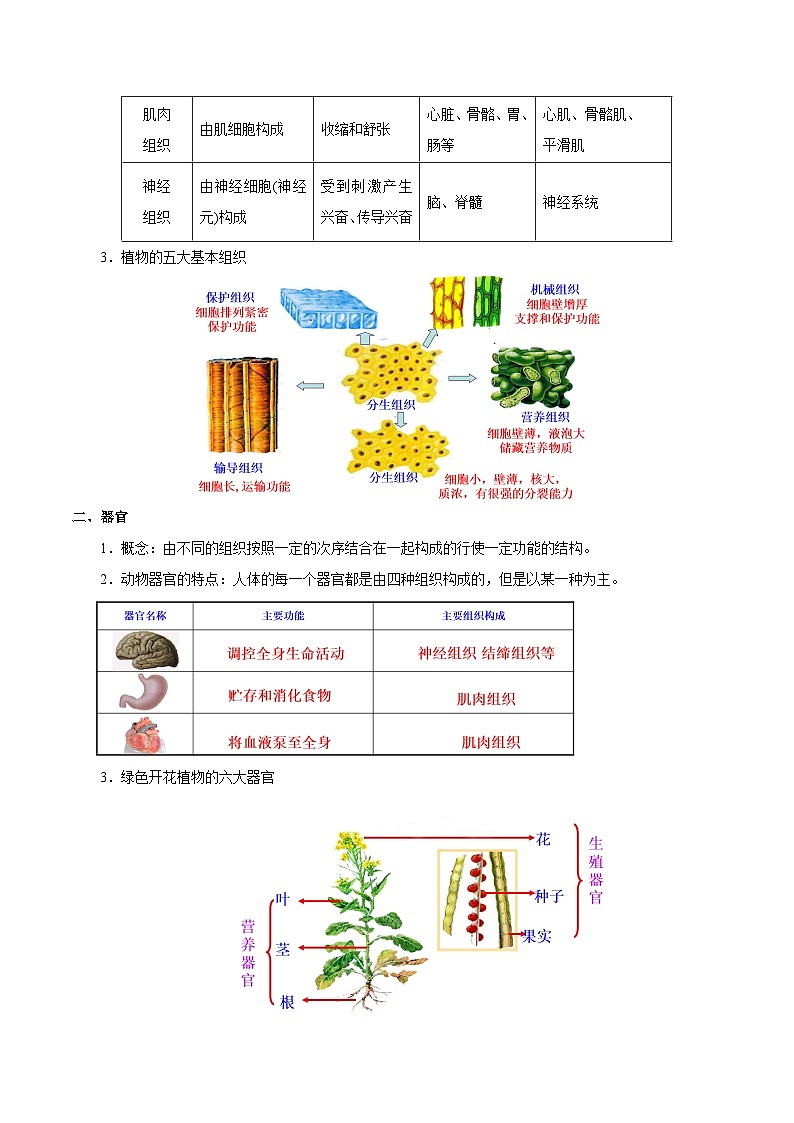 最新中考生物考点一遍过（一轮讲义） 考点08  动植物体的结构层次02