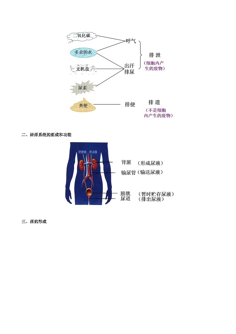最新中考生物考点一遍过（一轮讲义） 考点25  人体内废物的排出第2页