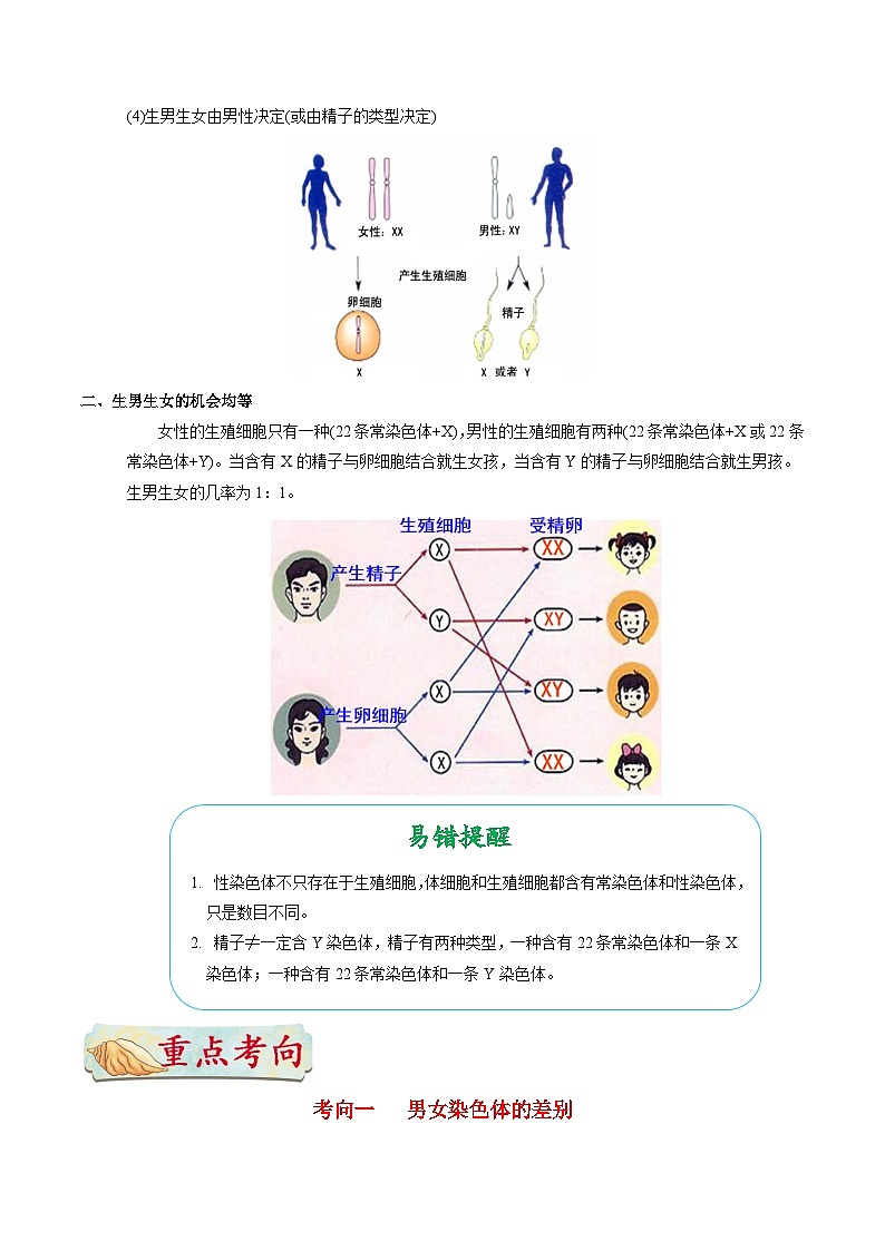 最新中考生物考点一遍过（一轮讲义） 考点42  人的性别遗传第2页