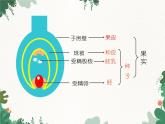 济南版生物八年级上册 第四单元第一章第三节果实和种子的形成课件