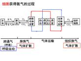 10.2.3++人体细胞获得氧气的过程--第3课时同步课件2023-2024+学年北师大版生物七年级下册