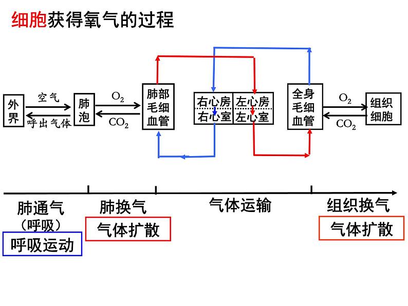 10.2.3++人体细胞获得氧气的过程--第3课时同步课件2023-2024+学年北师大版生物七年级下册第2页