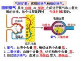 10.2.3++人体细胞获得氧气的过程--第3课时同步课件2023-2024+学年北师大版生物七年级下册