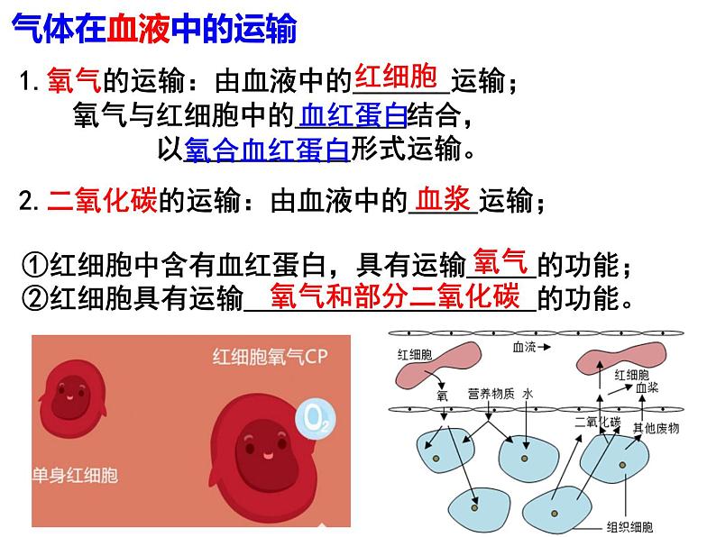 10.2.3++人体细胞获得氧气的过程--第3课时同步课件2023-2024+学年北师大版生物七年级下册第6页