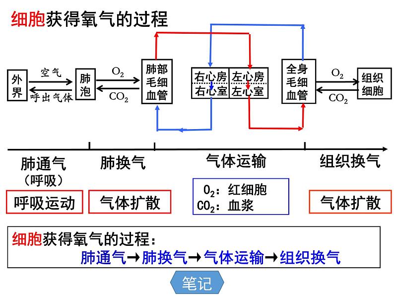 10.2.3++人体细胞获得氧气的过程--第3课时同步课件2023-2024+学年北师大版生物七年级下册第7页