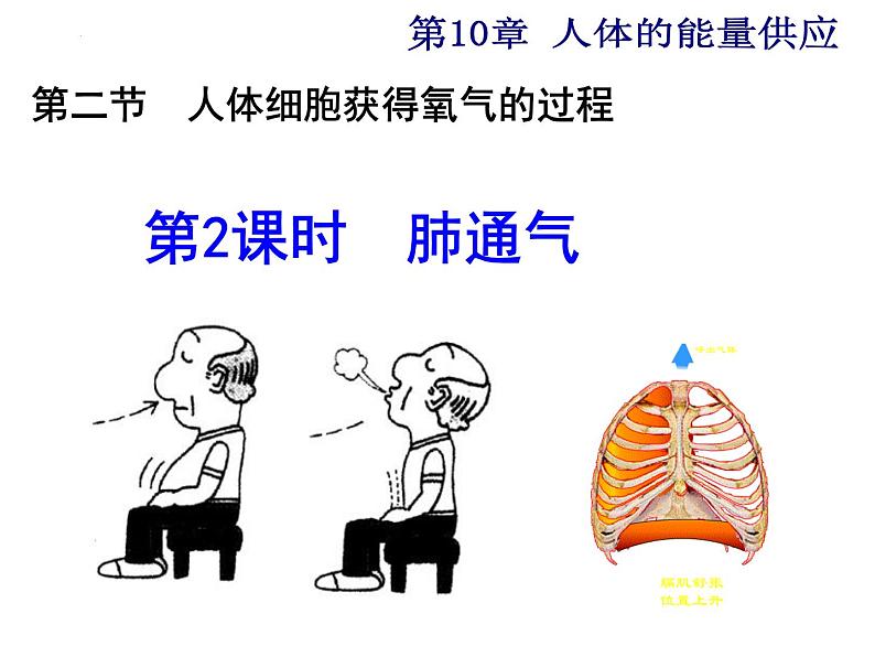 10.2.2++人体细胞获得氧气的过程--第2课时同步课件2023-2024+学年北师大版生物七年级下册01