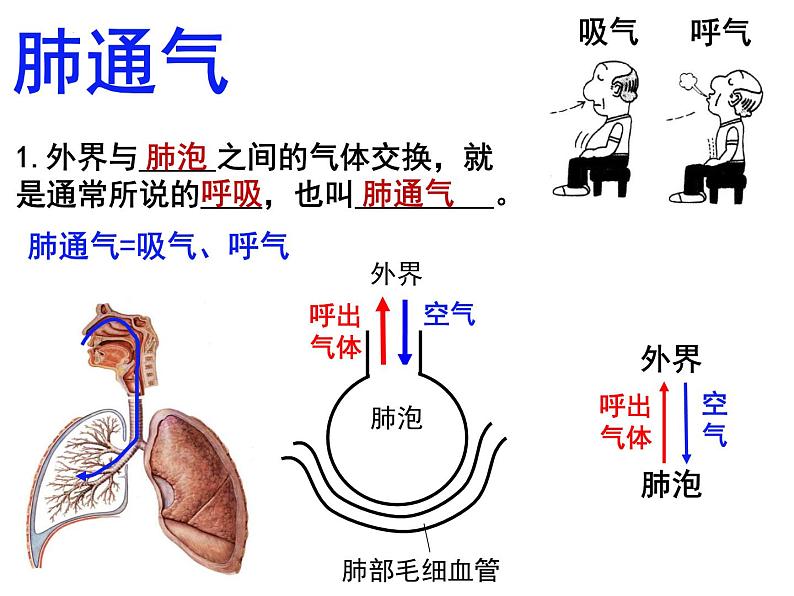 10.2.2++人体细胞获得氧气的过程--第2课时同步课件2023-2024+学年北师大版生物七年级下册02