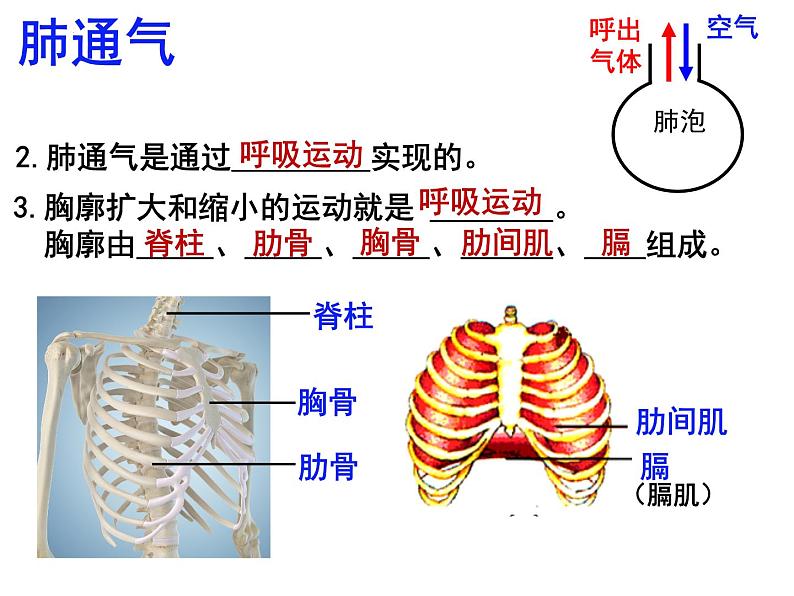 10.2.2++人体细胞获得氧气的过程--第2课时同步课件2023-2024+学年北师大版生物七年级下册03