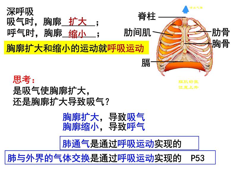 10.2.2++人体细胞获得氧气的过程--第2课时同步课件2023-2024+学年北师大版生物七年级下册04